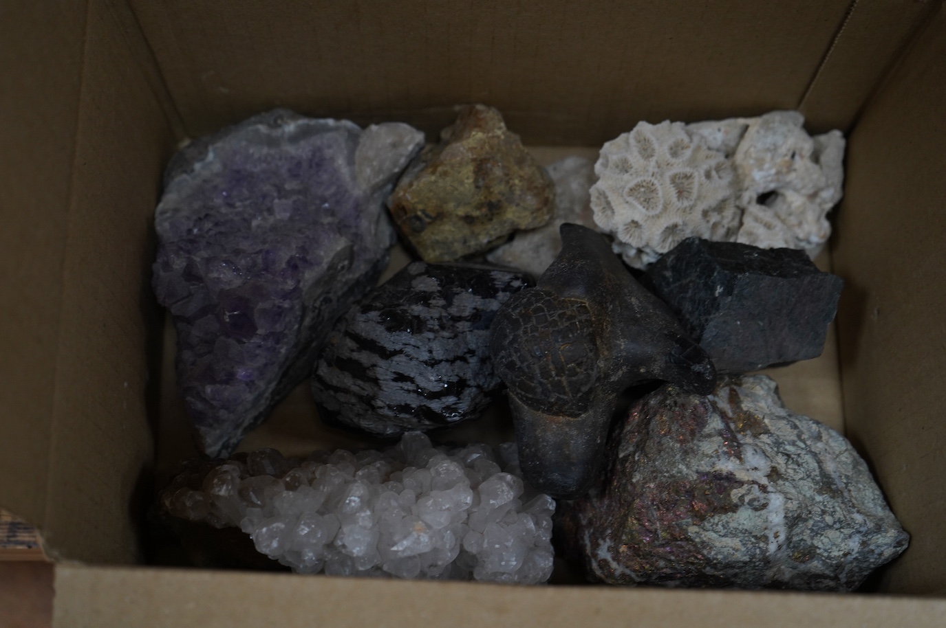 A collection of shells, rocks and specimen stones including; coral fragments, ammonites, quartz samples and other minerals, an echinoid, a selection of shells and a few reference books, most contained within two collecto